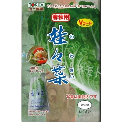 画像1: [白菜]　娃々菜　春秋用　1g（約300粒）　トキタ種苗（株）