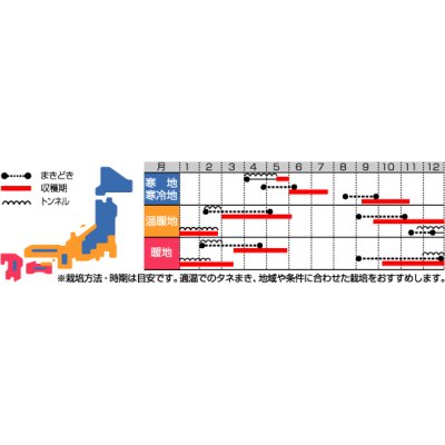 画像3: [大根]　はつかだいこん　レッドチャイム　20ｍｌ　サカタ交配　