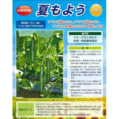 画像2: [キュウリ]　送料無料！夏もよう　350粒　（株）ときわ研究場