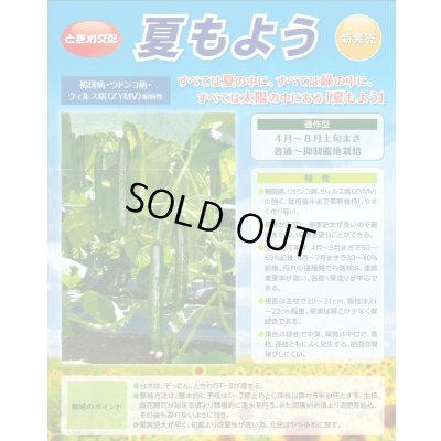 画像2: 送料無料　[キュウリ]　夏もよう　350粒　(株)ときわ研究場