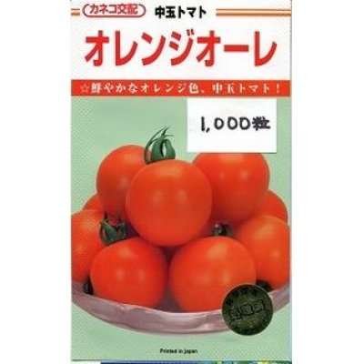 画像1: [トマト/中玉トマト]　送料無料！　オレンジオーレ　1000粒　カネコ交配