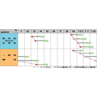 画像3: [ほうれんそう]　クロノス　種子サイズ：L　2万粒　（株）サカタのタネ