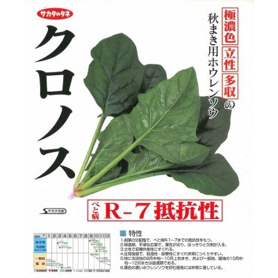 画像2: [ほうれんそう]　クロノス　種子サイズ：L　2万粒　（株）サカタのタネ