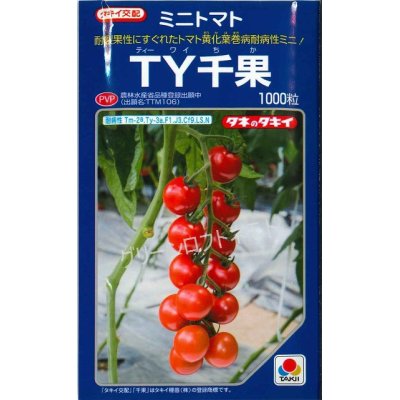 画像1: [トマト/ミニトマト]　送料無料！　ＴＹ千果　ペレット２Ｌ1000粒　タキイ種苗（株）