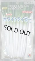 送料無料　[ねぎ]　ホワイトタイガー　1dl　タキイ種苗(株)
