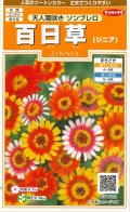 送料無料　花の種　百日草　天人菊咲きソンブレロ　約40粒　(株)サカタのタネ　実咲200（026353）