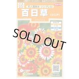 送料無料　花の種　百日草　天人菊咲きソンブレロ　約40粒　(株)サカタのタネ　実咲200（026353）