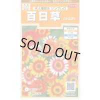 送料無料　花の種　百日草　天人菊咲きソンブレロ　約40粒　(株)サカタのタネ　実咲200（026353）
