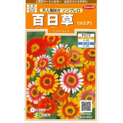 画像1: 花の種　百日草 天人菊咲きソンブレロ　約40粒　サカタのタネ（株）実咲200