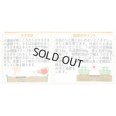 画像2: 送料無料　花の種　百日草　天人菊咲きソンブレロ　約40粒　(株)サカタのタネ　実咲200（026353）