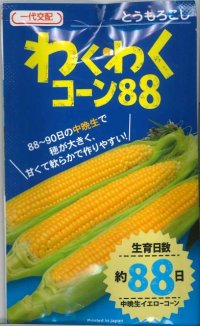 [とうもろこし]　わくわくコーン88　2000粒　カネコ交配