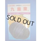 送料無料　[かぼちゃ]　九重栗　10粒　カネコ交配
