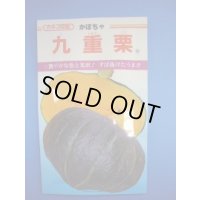 送料無料　[かぼちゃ]　九重栗　10粒　カネコ交配