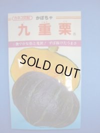 送料無料　[かぼちゃ]　九重栗　10粒　カネコ交配