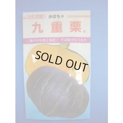 画像1: 送料無料　[かぼちゃ]　九重栗　100粒　カネコ交配