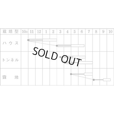 画像2: [いんげん] ケンタッキー101 1L タキイ種苗