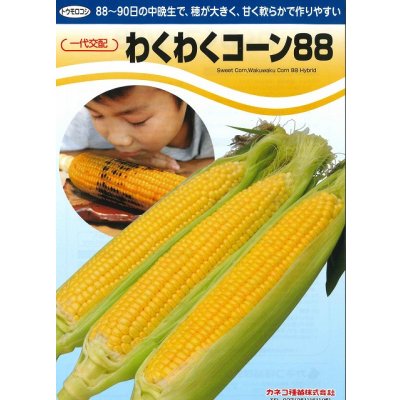 画像3: [とうもろこし]　わくわくコーン88　2000粒　カネコ交配