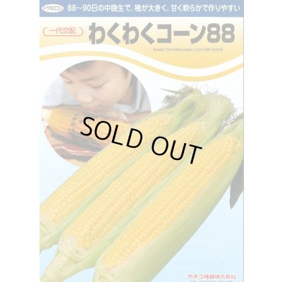 画像3: [とうもろこし]　わくわくコーン88　2000粒　カネコ種苗（株）