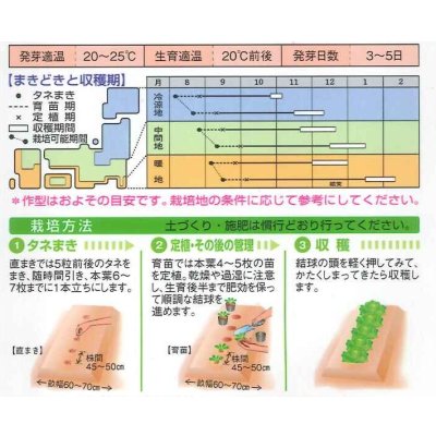 画像2: 送料無料　[白菜]　金将二号　2.2ml(およそ280粒)　タキイ種苗(株)　DF