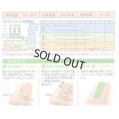 画像2: [白菜]　金将二号　2.2ｍｌ（およそ370粒）　タキイ種苗（株）　DF