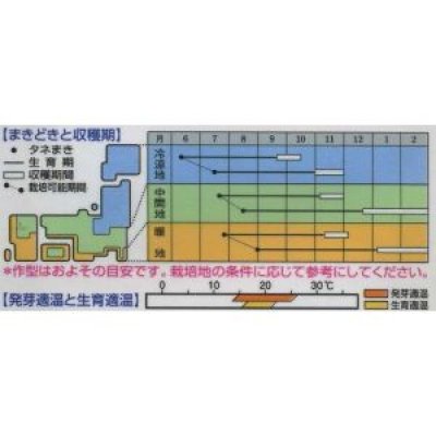 画像3: [シーダー種子]　人参　本紅金時　1粒×6cm間隔