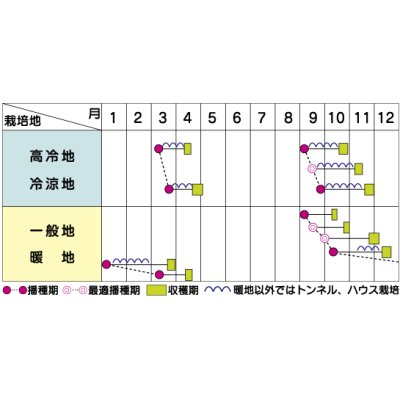 画像4: [ほうれんそう]　ドンキー　種子サイズ：M　3万粒　（株）サカタのタネ