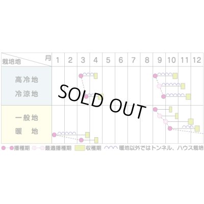 画像4: 送料無料　[ほうれんそう]　ドンキー　100ml　(約4000粒)　(株)サカタのタネ　実咲PRO