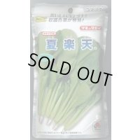 送料無料 [小松菜] 夏楽天 2dl タキイ種苗(株)