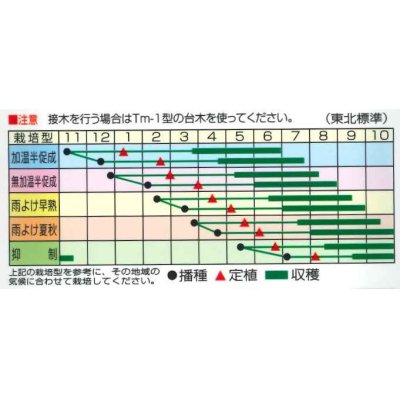 画像3: [トマト/ミニトマト]　CFプチぷよイエロー　　8粒　松島交配