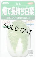 送料無料　[白菜]　富風　1.9ml　　(株)サカタのタネ　実咲450（002934）