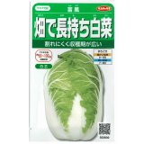 送料無料　[白菜]　富風　1.9ml　　(株)サカタのタネ　実咲450（002934）