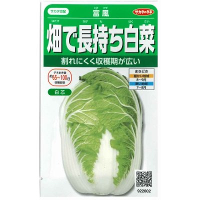 画像1: 送料無料　[白菜]　富風　1.9ml　　(株)サカタのタネ　実咲450（002934）