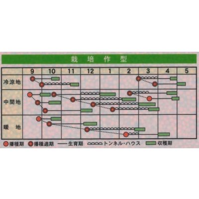 画像2: [ほうれんそう]　スナイパー　Ｍサイズ　3万粒　カネコ種苗（株）