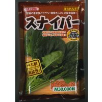 [ほうれんそう]　スナイパー　Ｍサイズ　3万粒　カネコ交配