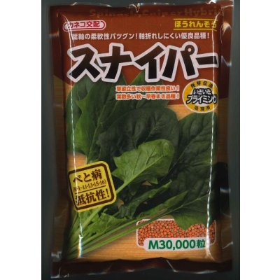 画像1: [ほうれんそう]　スナイパー　Ｍサイズ　3万粒　カネコ種苗（株）