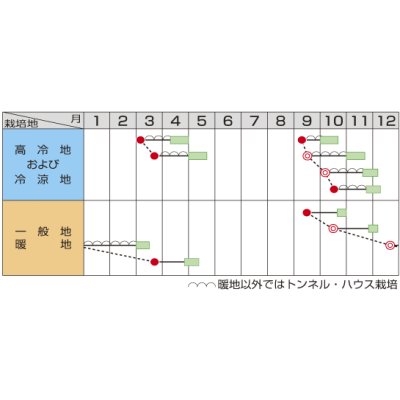 画像2: 送料無料　[ほうれんそう]　オシリス　約900粒　(株)サカタのタネ　実咲350（003011）