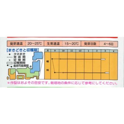 画像4: 送料無料　[キャベツ]　春のかほりSP　2000粒　タキイ種苗(株)