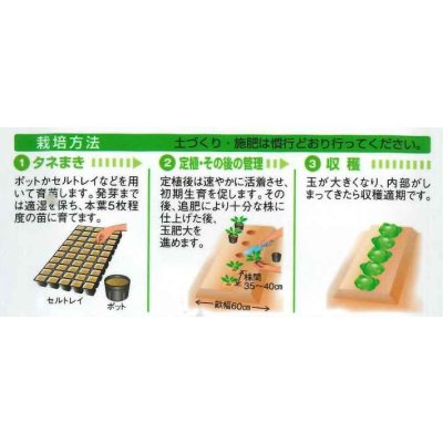画像2: 送料無料　[キャベツ]　春のかほりSP　2000粒　タキイ種苗(株)