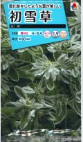 送料無料　花の種　初雪草　氷河(ひょうが)　1袋(約50粒)　タキイ種苗