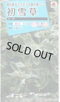 送料無料　花の種　初雪草　氷河(ひょうが)　1袋(約50粒)　タキイ種苗（株）NL150