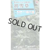 送料無料　花の種　初雪草　氷河(ひょうが)　1袋(約50粒)　タキイ種苗（株）NL150