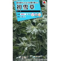 花の種　初雪草　氷河（ひょうが）　　1袋（約50粒）　タキイ種苗