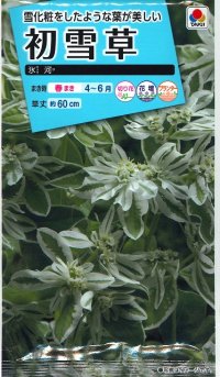 花の種　初雪草　氷河（ひょうが）　　1袋（約50粒）　タキイ種苗