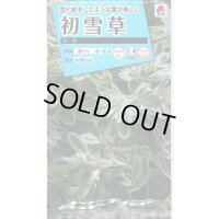 送料無料　花の種　初雪草　氷河(ひょうが)　1袋(約50粒)　タキイ種苗（株）NL150