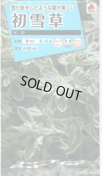 送料無料　花の種　初雪草　氷河(ひょうが)　1袋(約50粒)　タキイ種苗（株）NL150