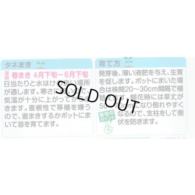 画像2: 送料無料　花の種　初雪草　氷河(ひょうが)　1袋(約50粒)　タキイ種苗（株）NL150