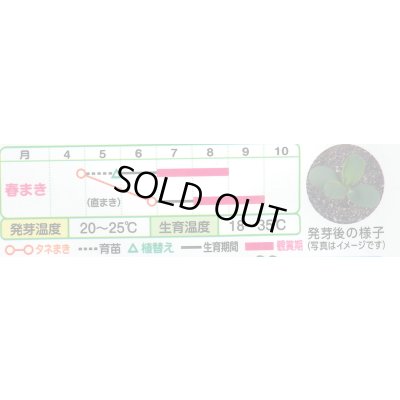 画像3: 送料無料　花の種　初雪草　氷河(ひょうが)　1袋(約50粒)　タキイ種苗（株）NL150