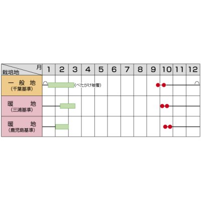 画像5: 送料無料　大根　冬みね2号　8000粒　(株)サカタのタネ