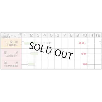 画像5: 送料無料　大根　冬みね2号　800粒　(株)サカタのタネ