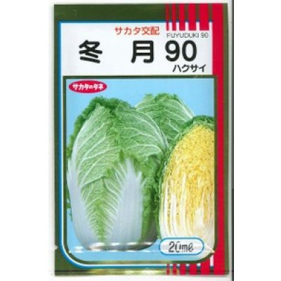 画像1: [白菜] 冬月90 20ml （株）サカタのタネ